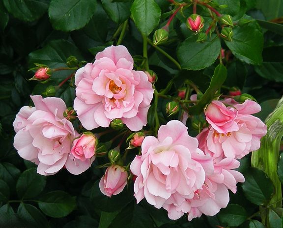 Appleblossom Flower Carpet photo afc2013_06220027_zps1b31feea.jpg